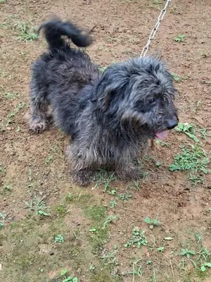 Shihtzu Dog