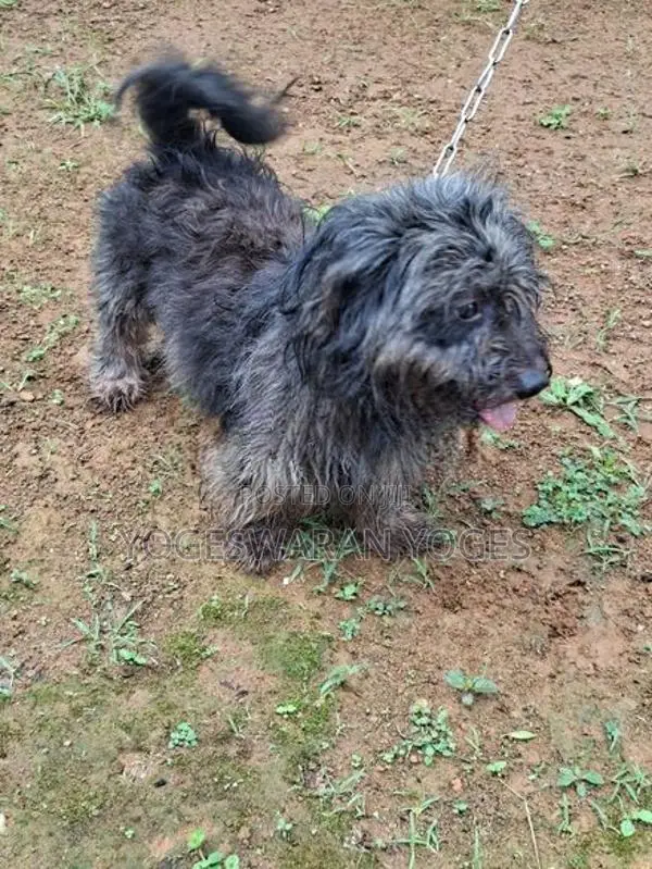 Shihtzu Dog
