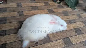 Angora Rabbits
