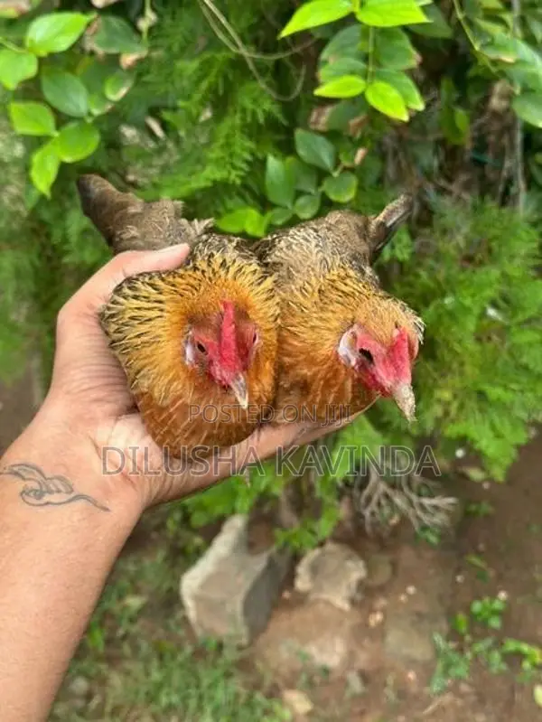 Oeg bb red bantam chicken