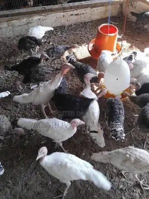 Karadhagolla Chicks