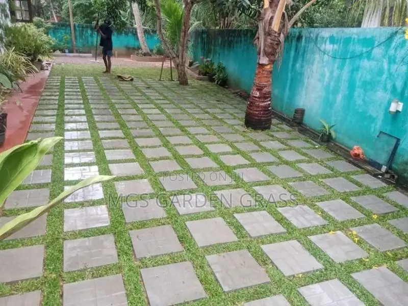 Malaysian Grass