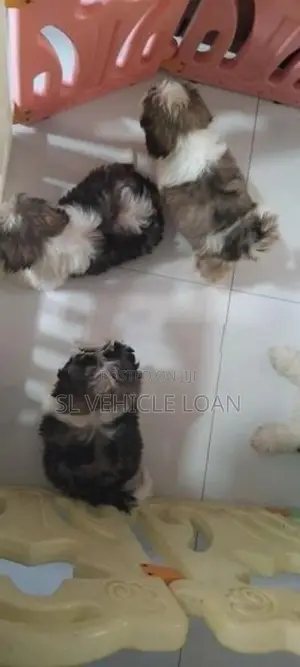 Shih Tzu Puppies