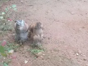 Brahma Chicks