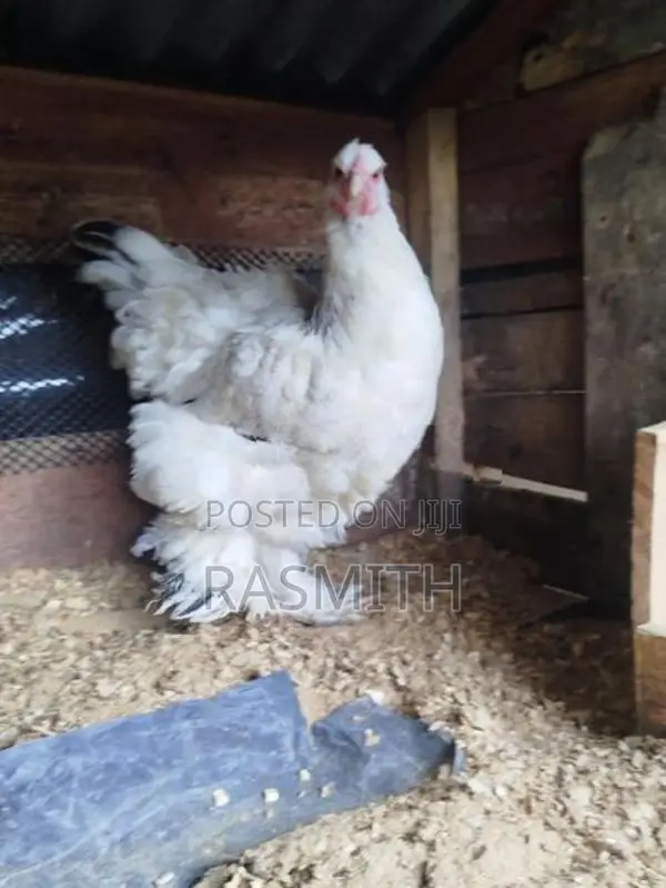 Brahma Chickens