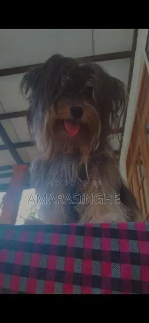 Tibetan Terrier Puppies