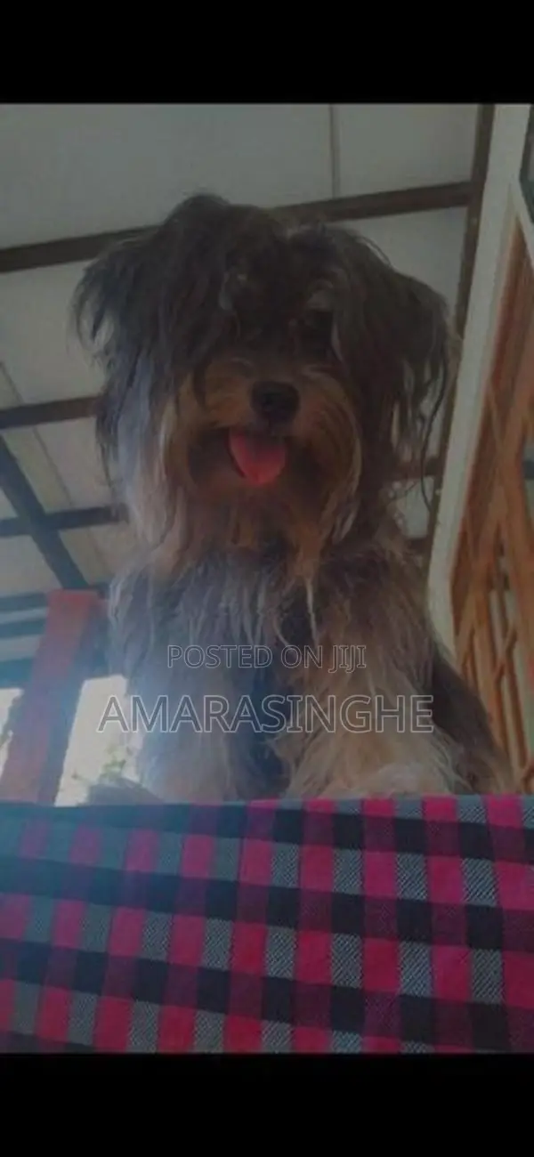 Tibetan Terrier Puppies