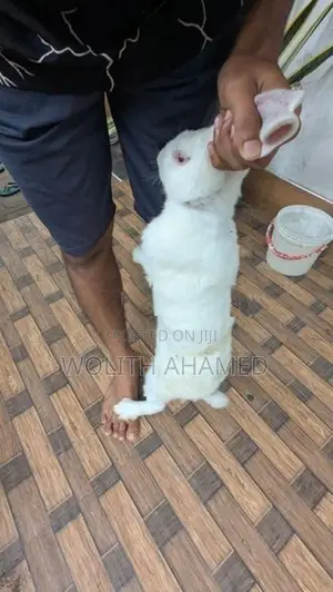 Angora Rabbits