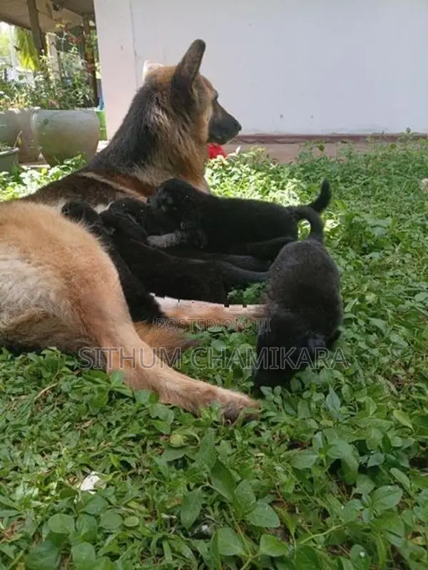 ජර්මන් ෂෙපර්ඩ් බලු පැටවුන්
