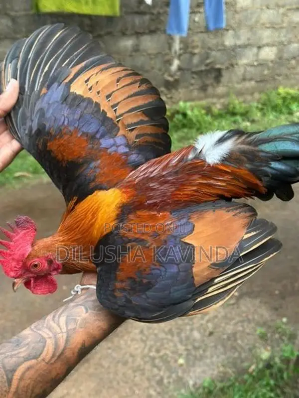 Oeg bb red bantam chicken