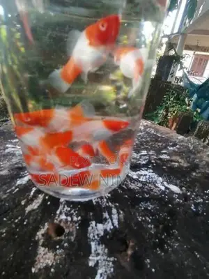 Kohaku with Calico Sword Tail