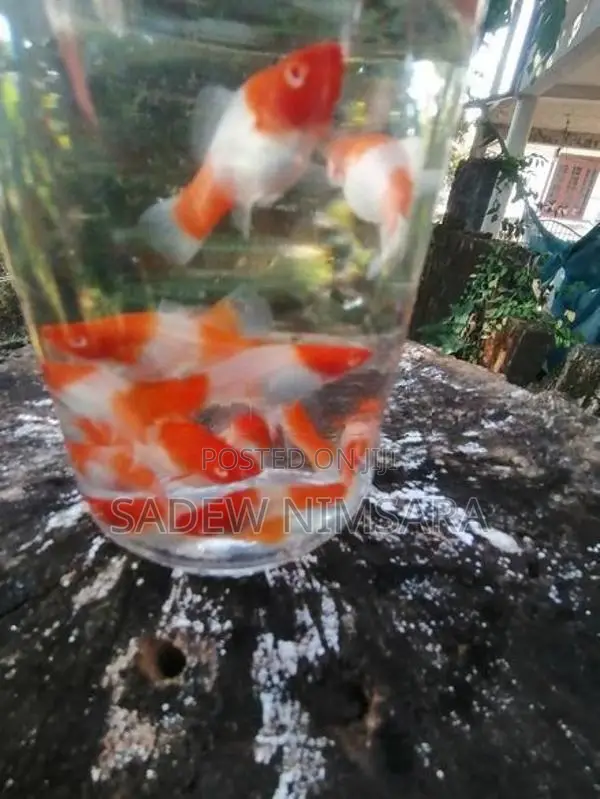 Kohaku with Calico Sword Tail