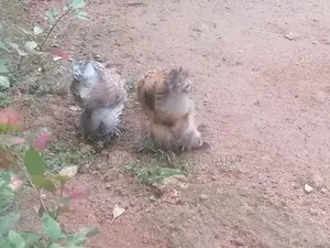 Brahma Chicks