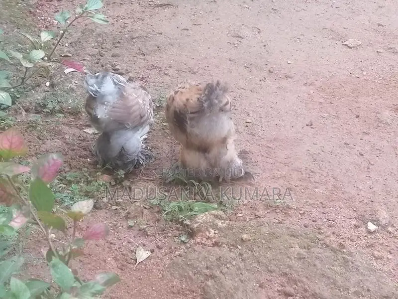 Brahma Chicks