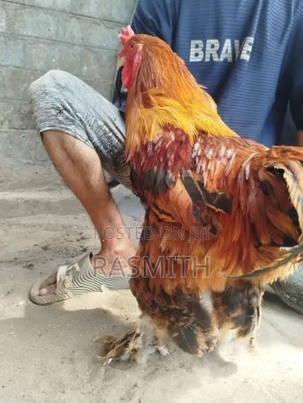 Brahma Chickens