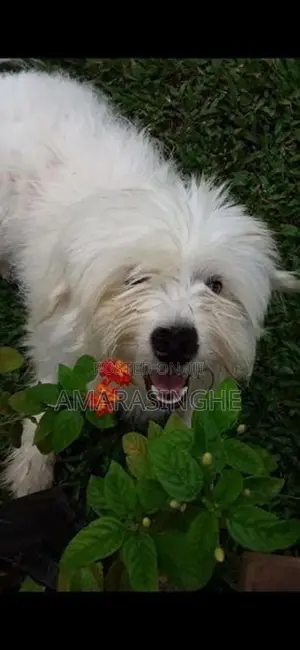 Tibetan Terrier Puppies
