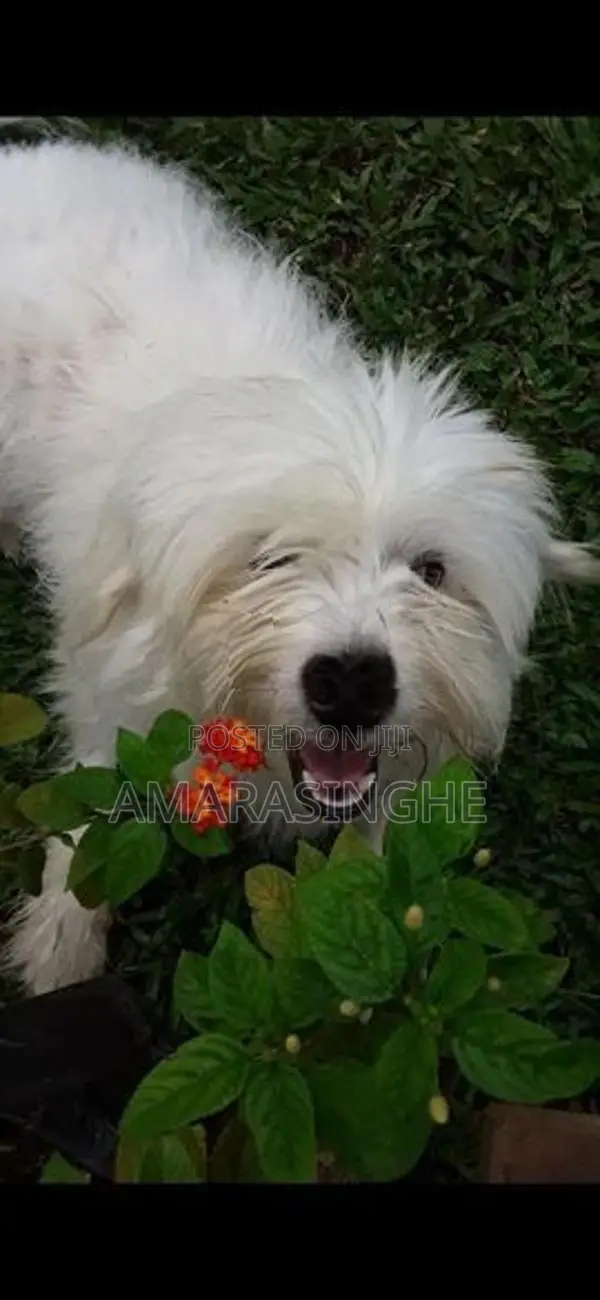 Tibetan Terrier Puppies
