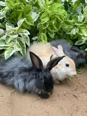Angora Rabbits