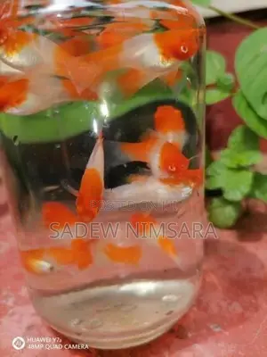 Kohaku with Calico Sword Tail