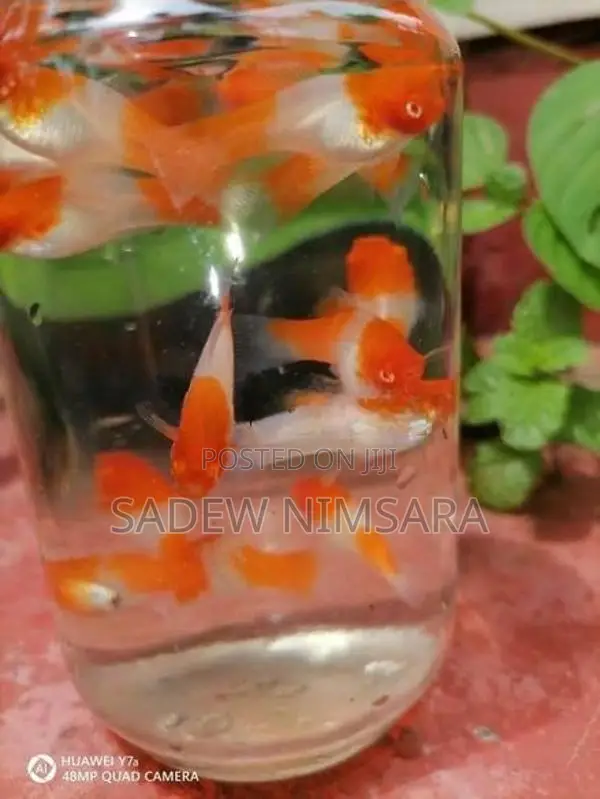 Kohaku with Calico Sword Tail
