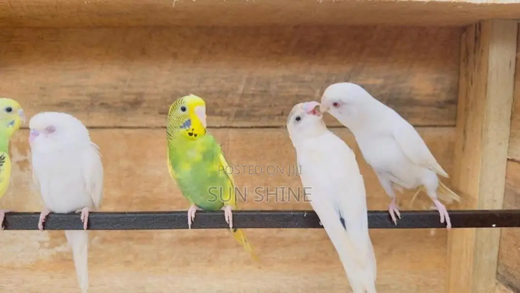Love Birds