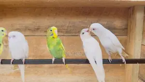 Love Birds