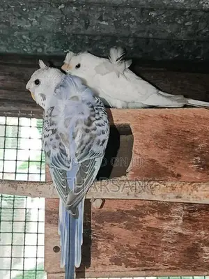 Helicopter Love Birds