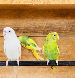 Love Birds