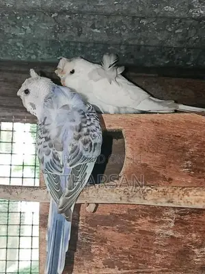 Helicopter Love Birds
