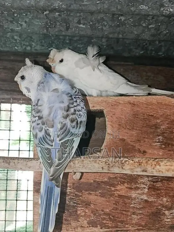 Helicopter Love Birds
