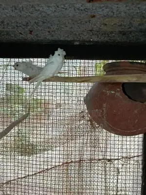 Helicopter Love Birds