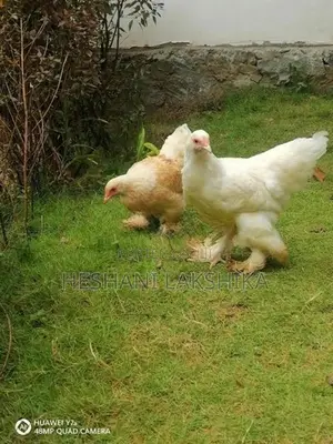 Brahma Chicken