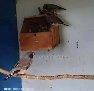 Finches Birds