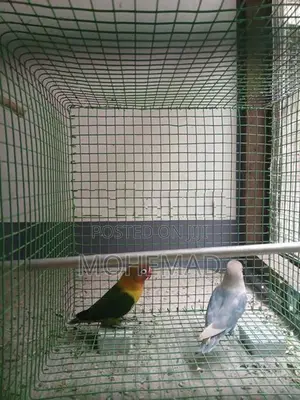 African Birds
