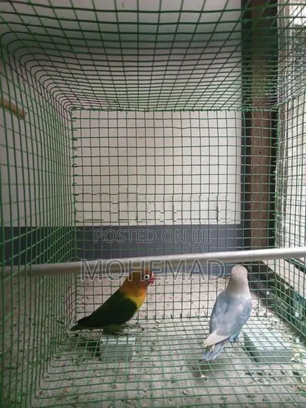 African Birds