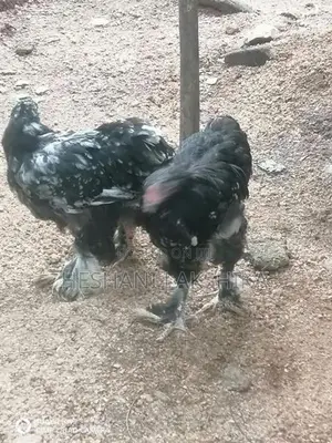 Brahma Chicken