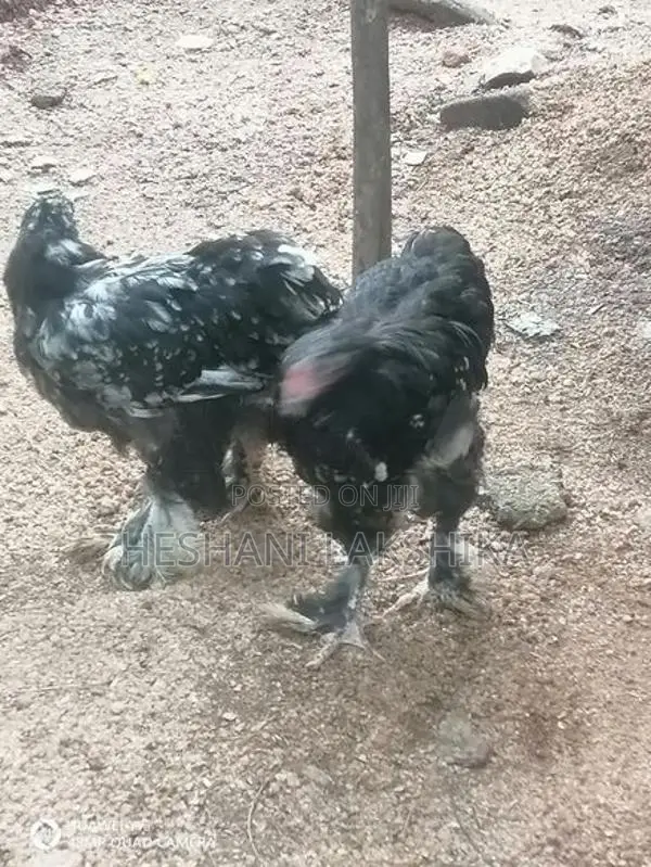 Brahma Chicken