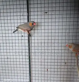 Finches Birds