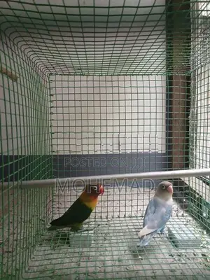 African Birds