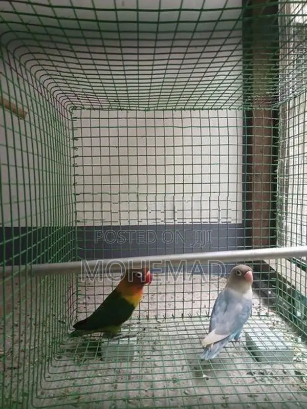 African Birds