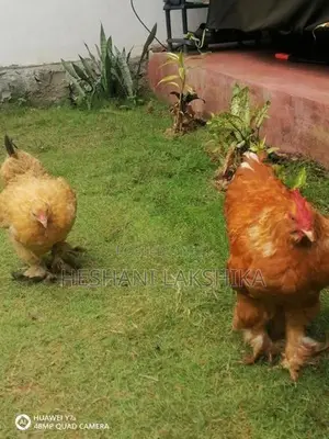 Brahma Chicken
