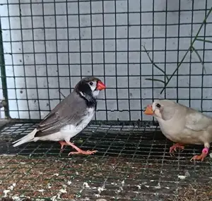 Finches Birds