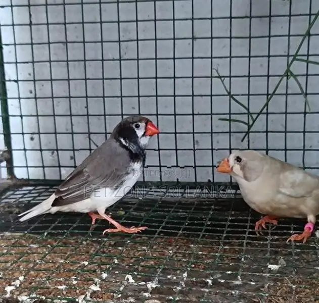 Finches Birds