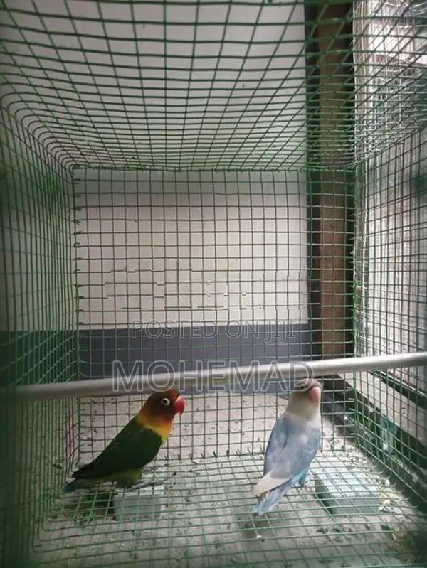 African Birds