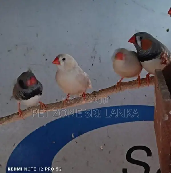 Finches Birds