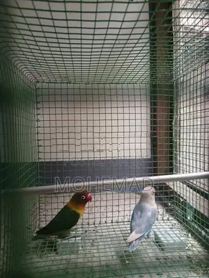 African Birds