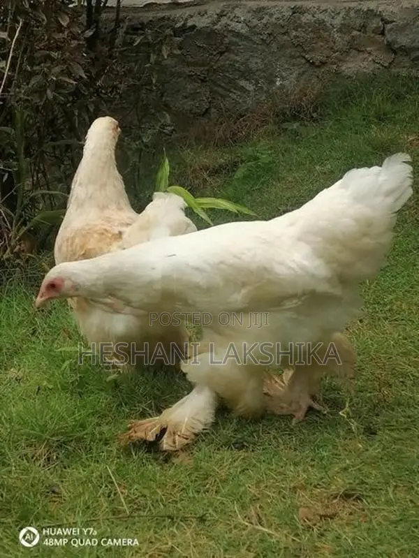 Brahma Chicken