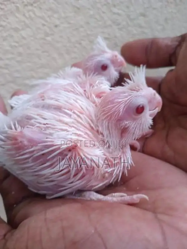 Cockatiel Bird Chicks
