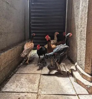 Aseel Rooster