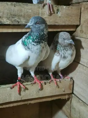 Pigeons